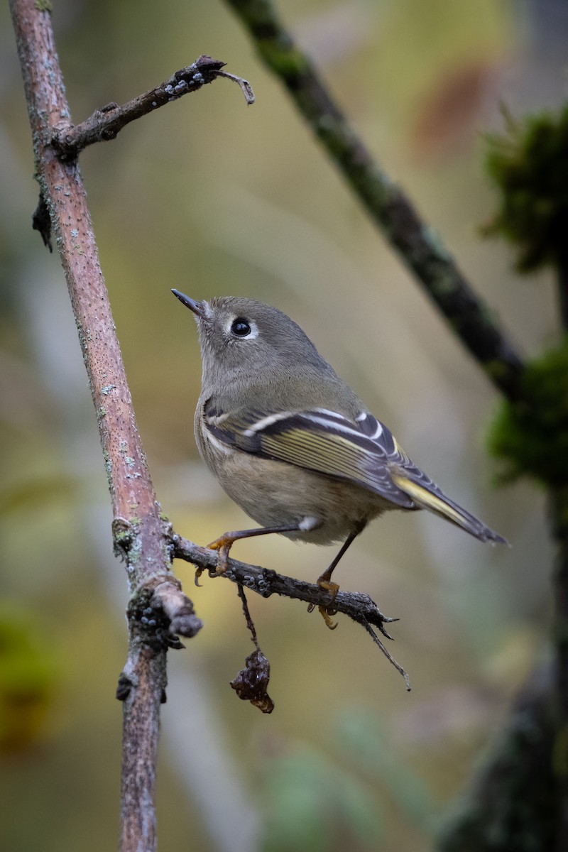 Ruby-crowned Kinglet - ML644673920