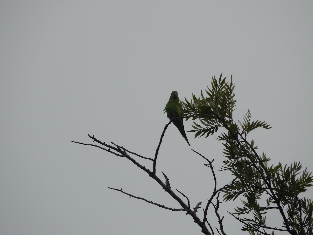 Yellow-chevroned Parakeet - ML644673921