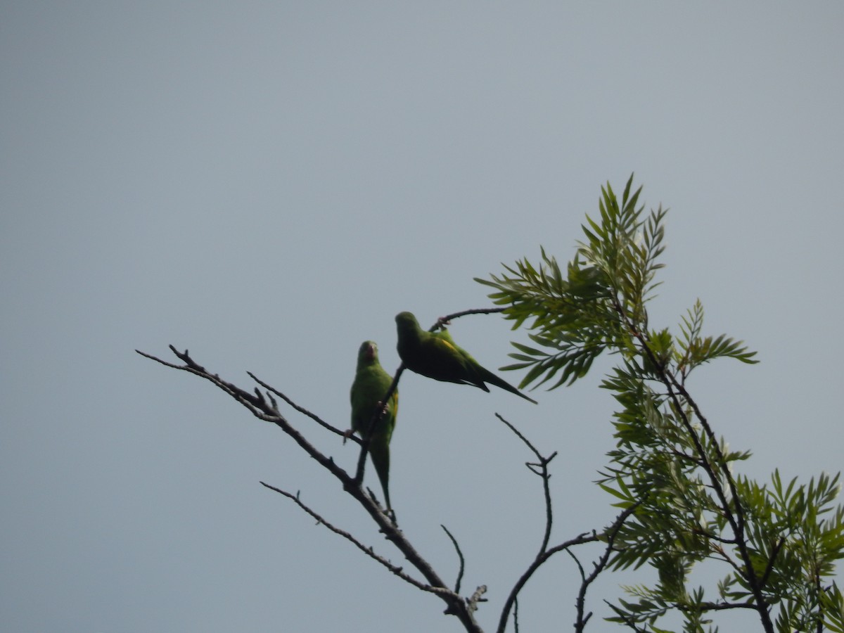 Yellow-chevroned Parakeet - ML644673922