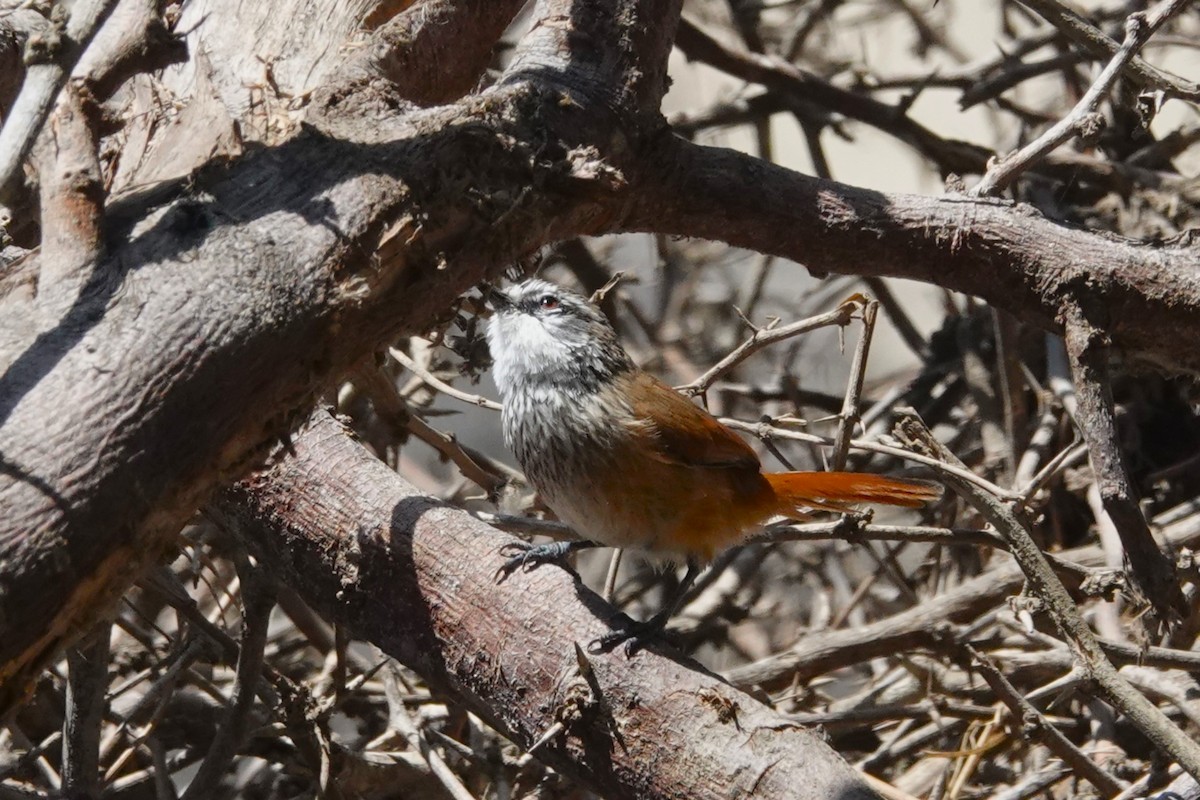 Necklaced Spinetail - ML644673924