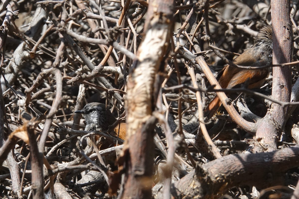 Necklaced Spinetail - ML644673925