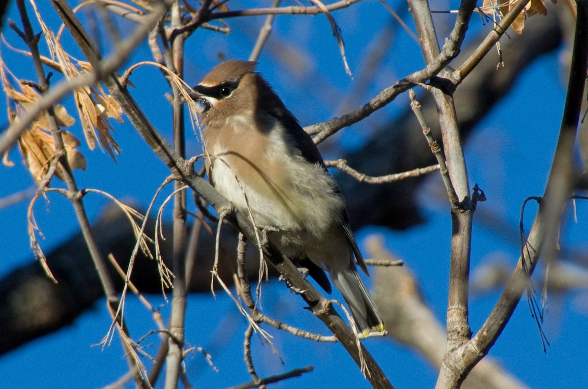 Cedar Waxwing - ML644673928
