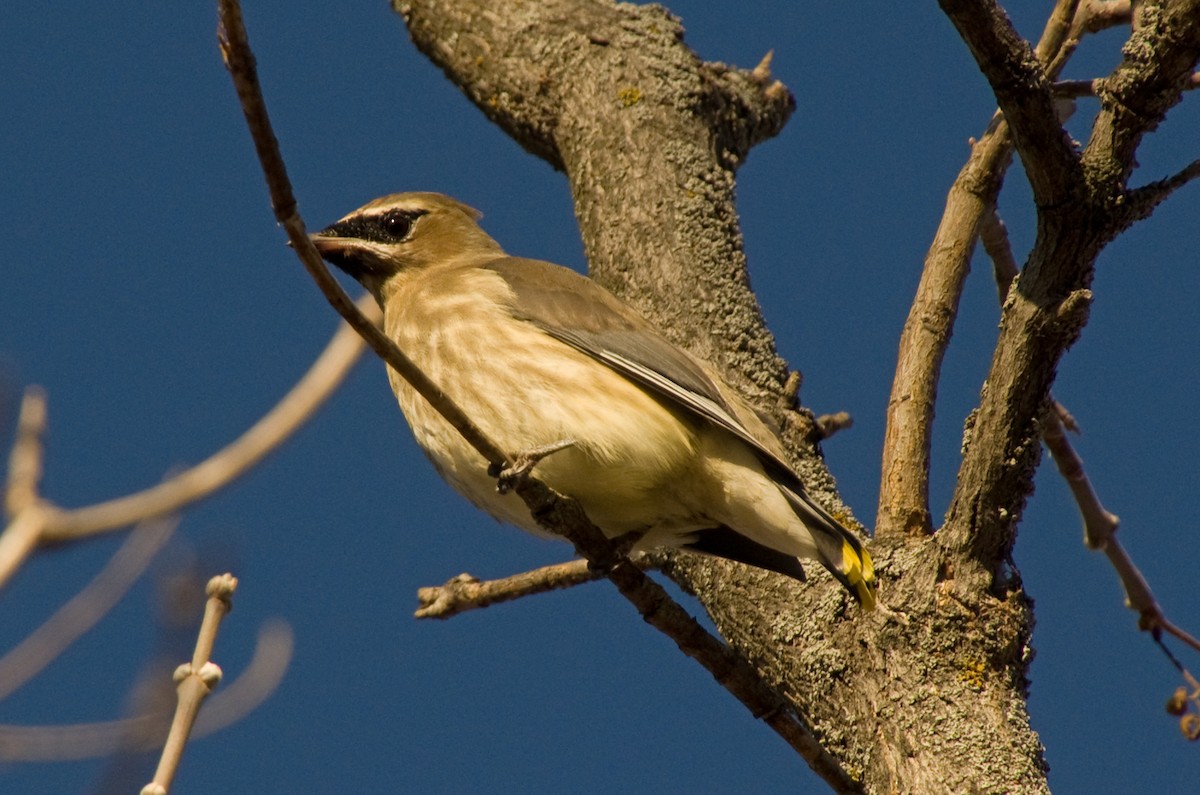 Cedar Waxwing - ML644673929