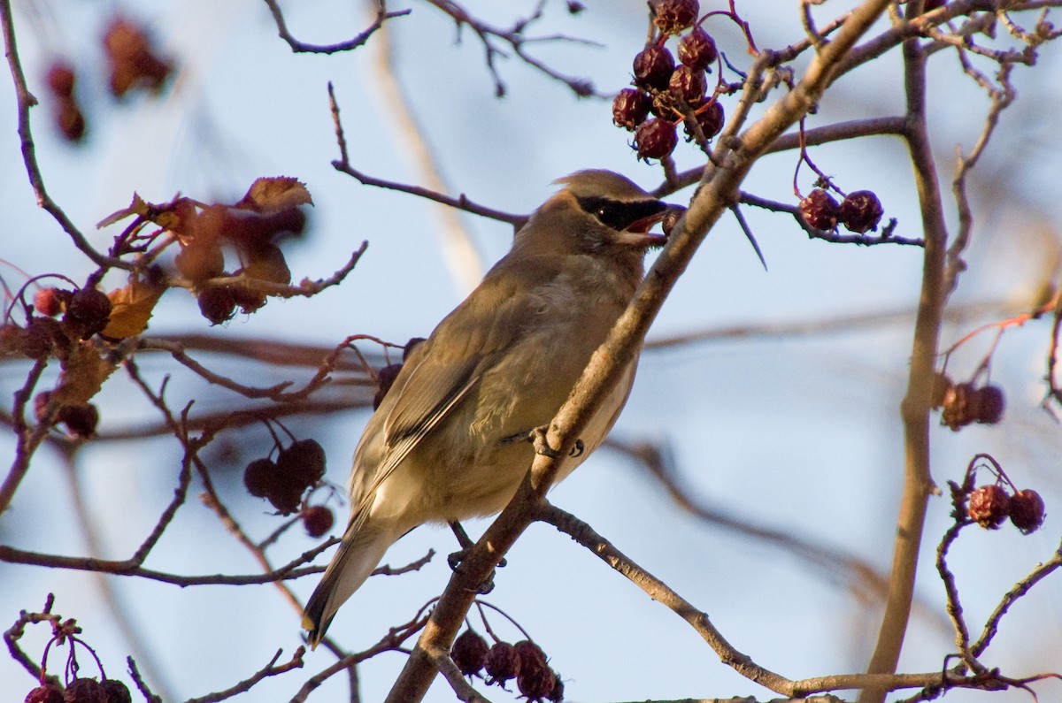 Cedar Waxwing - ML644673931