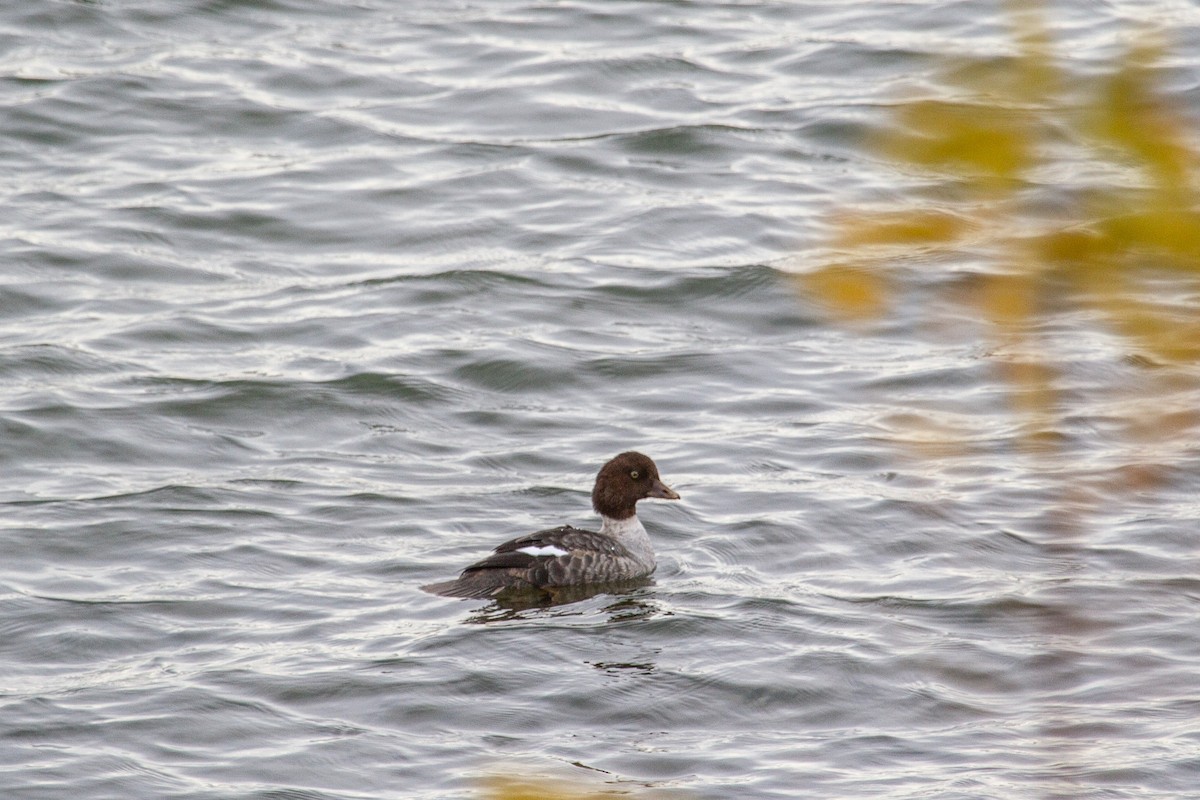 Murgilari islandiarra - ML644673932