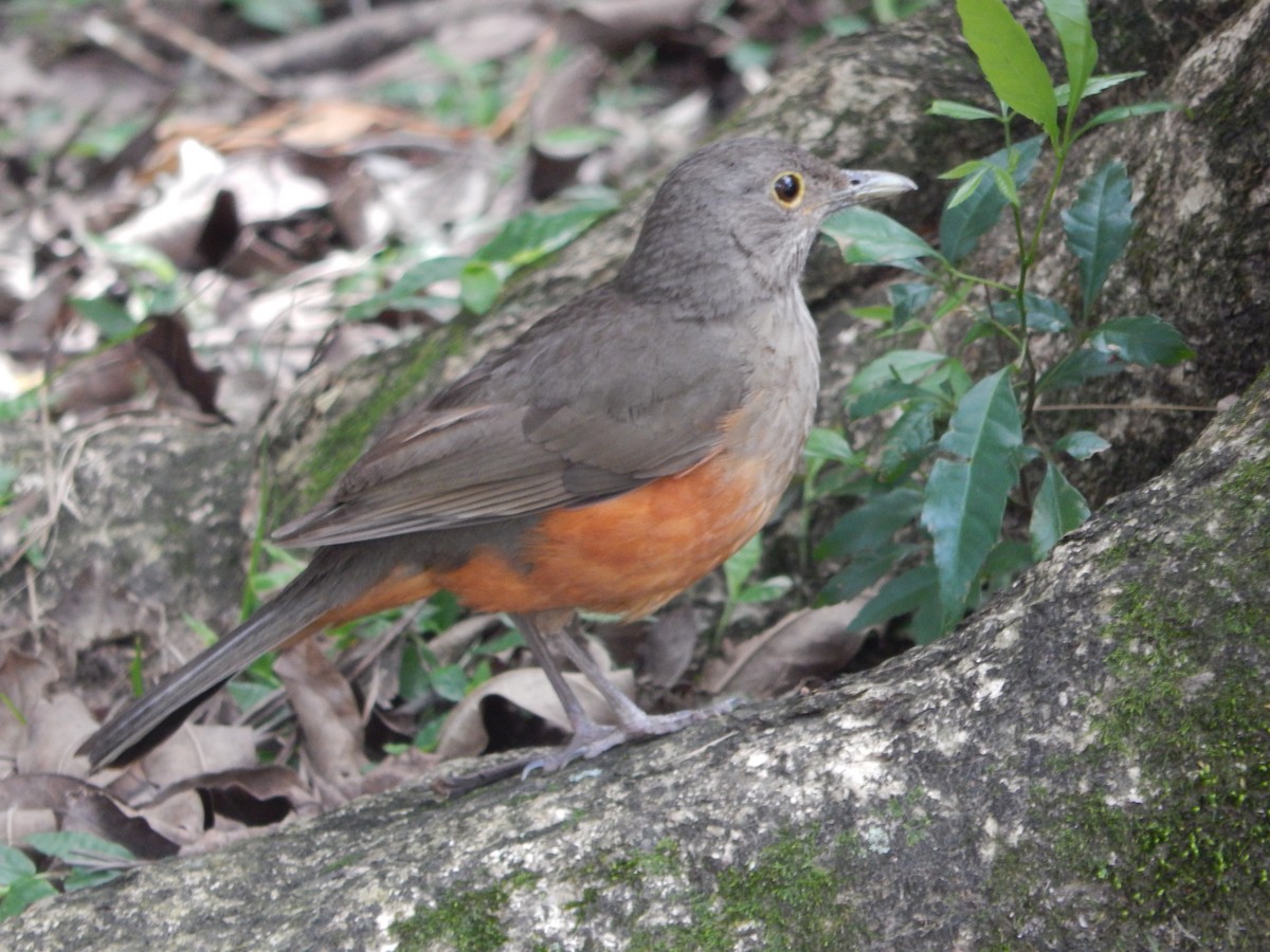 Rufous-bellied Thrush - ML644673939
