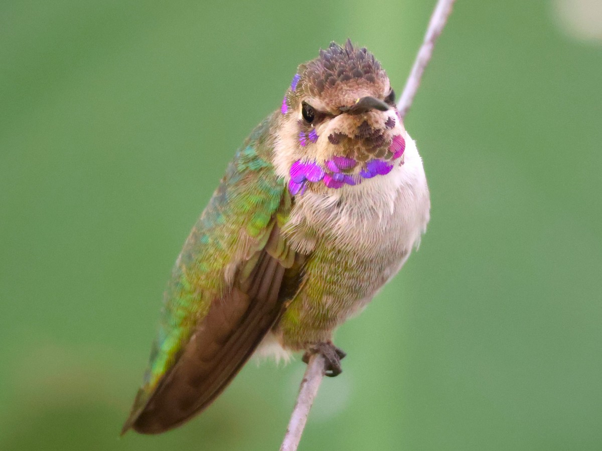 Costa's Hummingbird - ML644673942