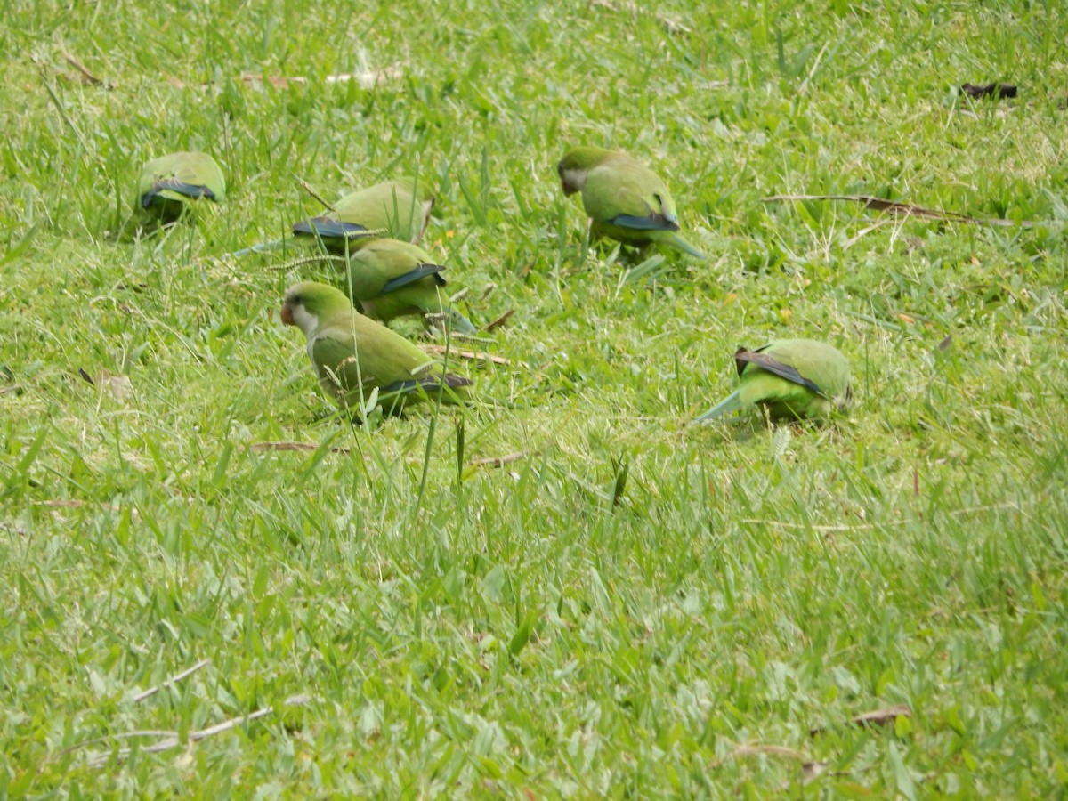 Mönchssittich - ML644673966