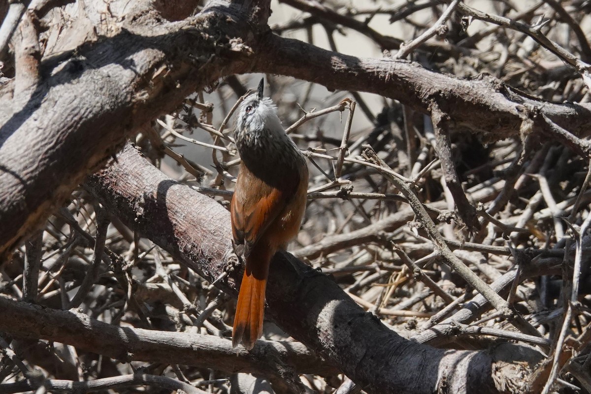 Necklaced Spinetail - ML644673969