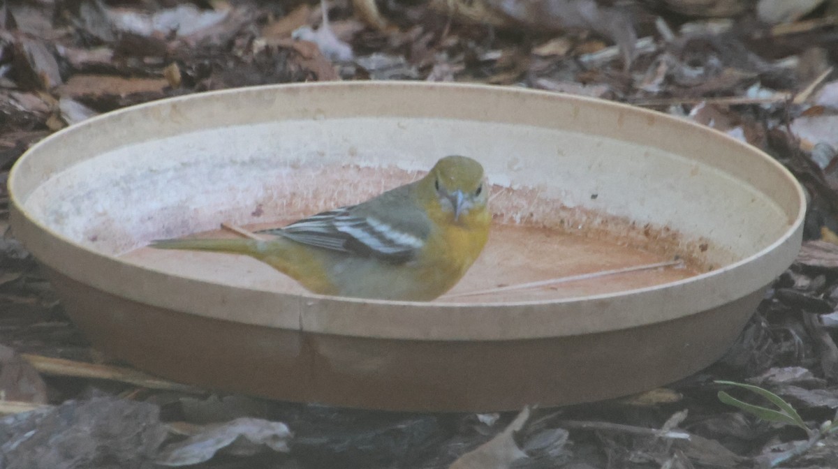 Балтиморский трупиал - ML644673976