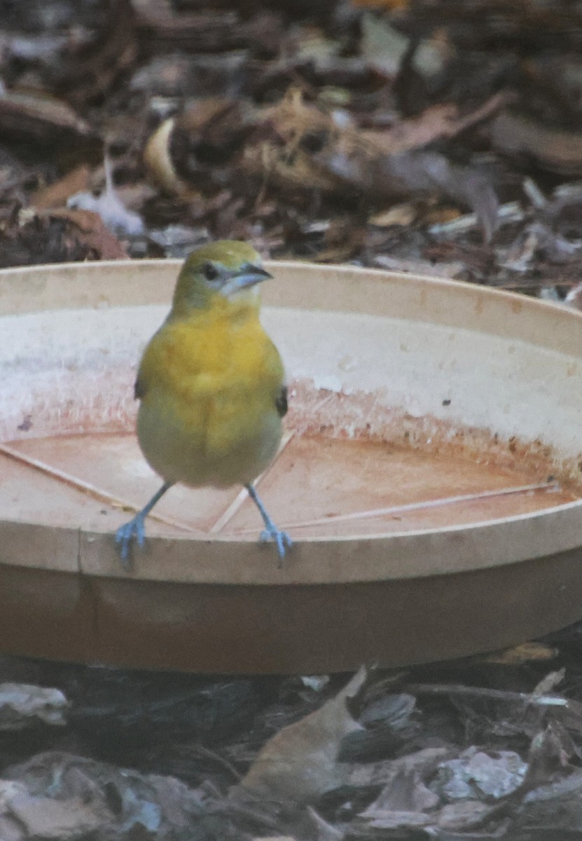 Балтиморский трупиал - ML644673977