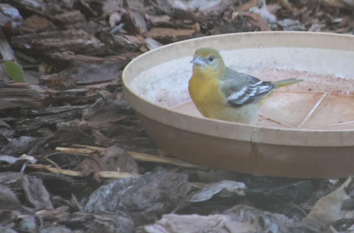 Балтиморский трупиал - ML644673978