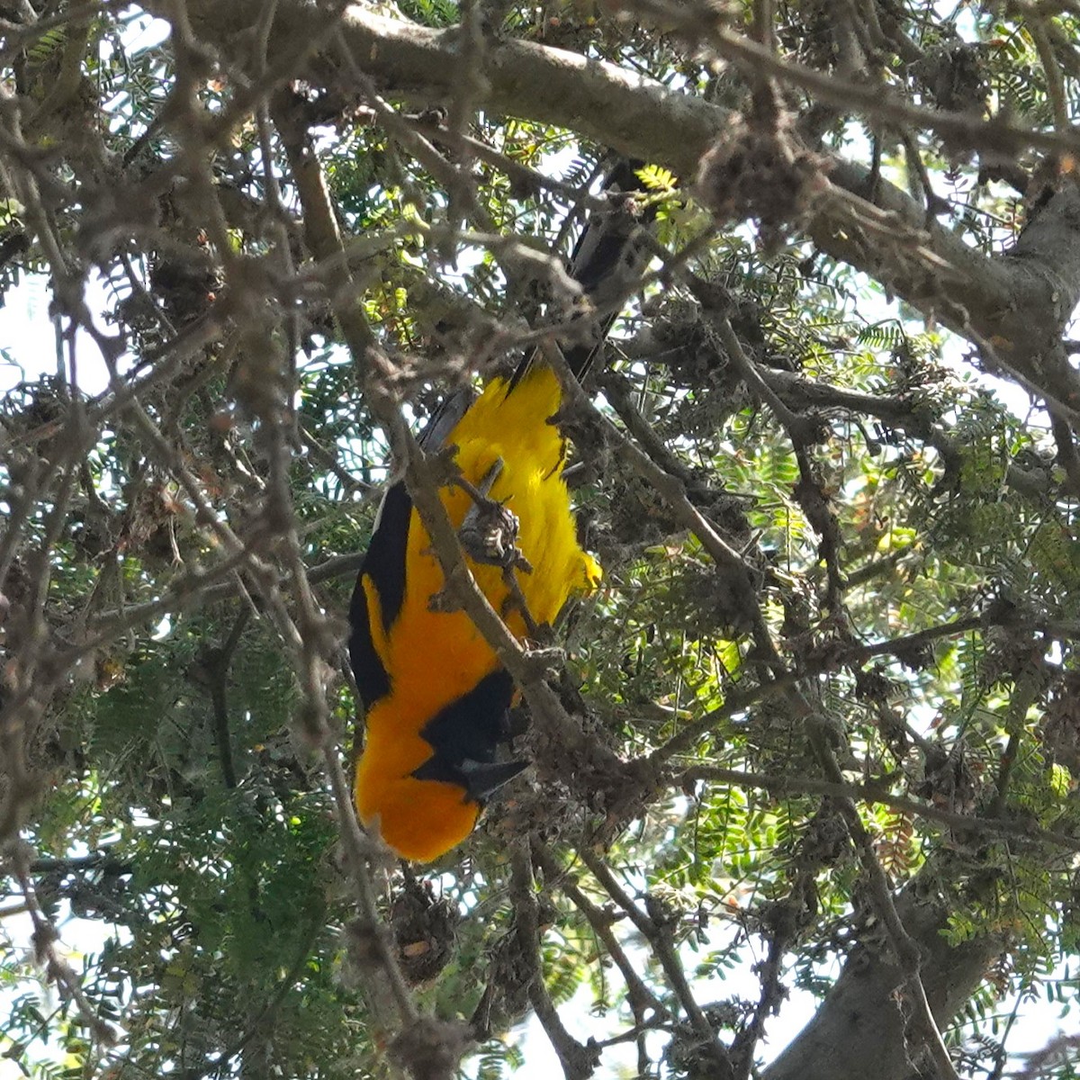 White-edged Oriole - ML644673979
