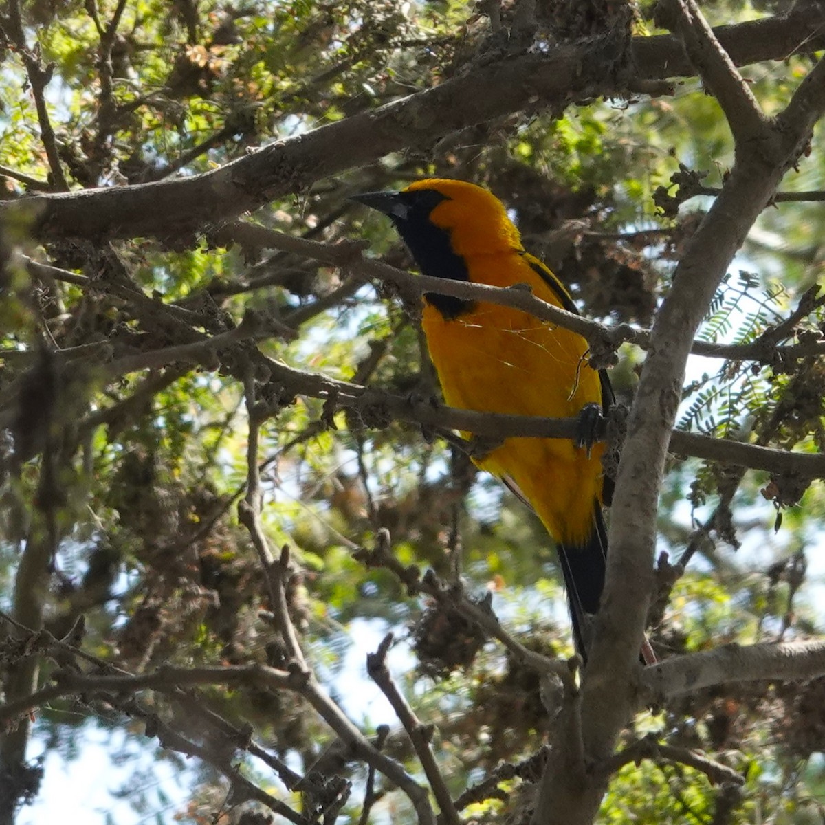 White-edged Oriole - ML644673980