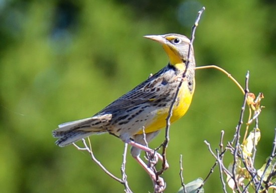 Western Meadowlark - ML644673981