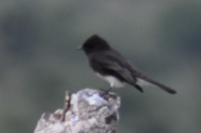 svartfibi - ML644673990