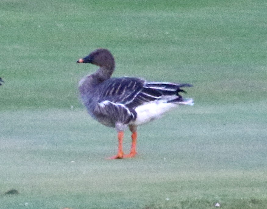 Тундровый гуменник - ML644674016