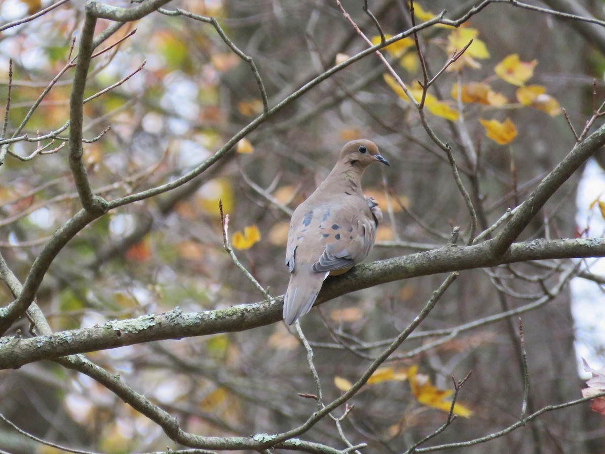 Mourning Dove - ML644674018
