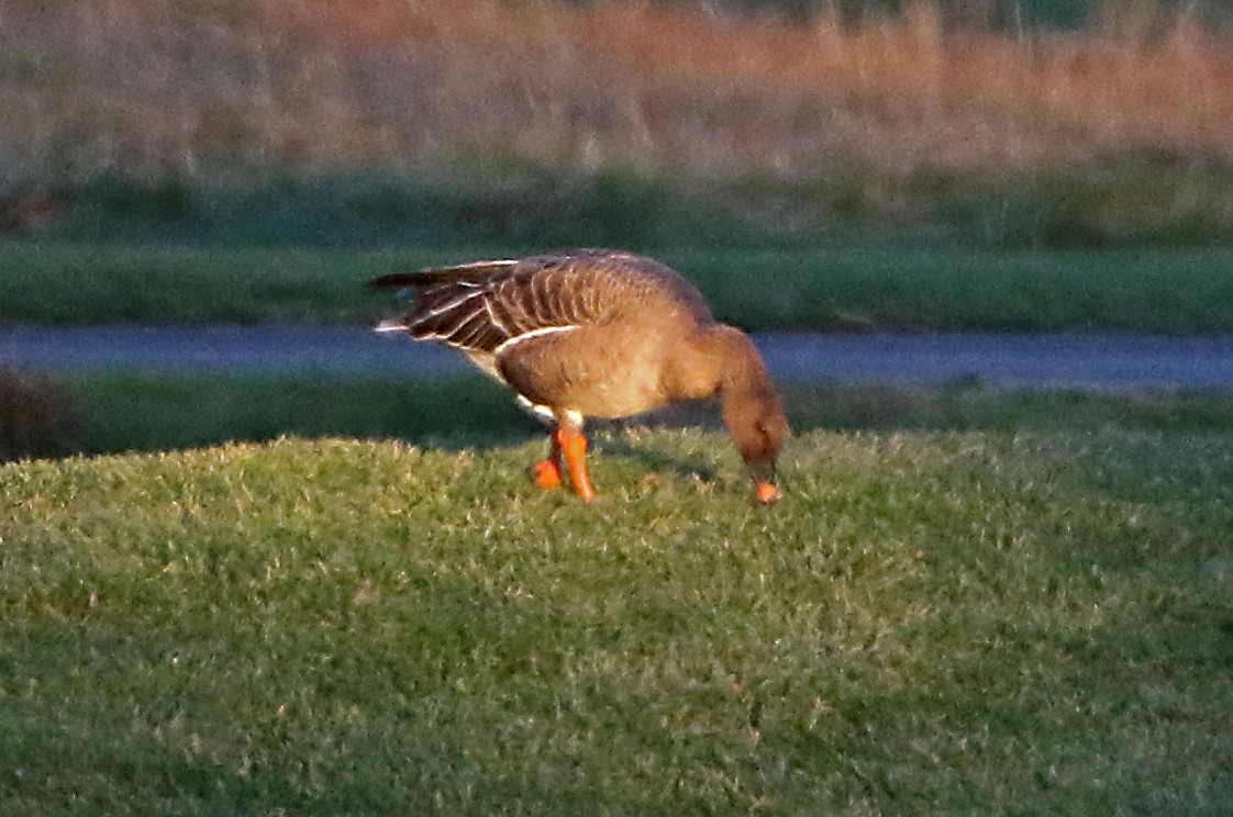 Тундровый гуменник - ML644674019