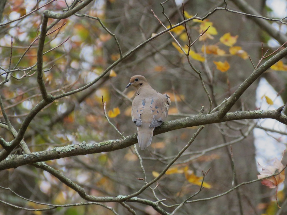 Mourning Dove - ML644674020