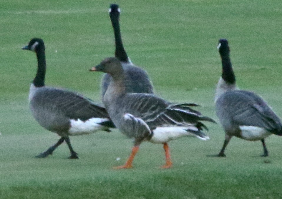 Тундровый гуменник - ML644674022