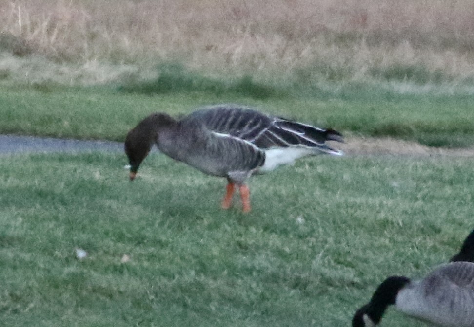 Тундровый гуменник - ML644674023