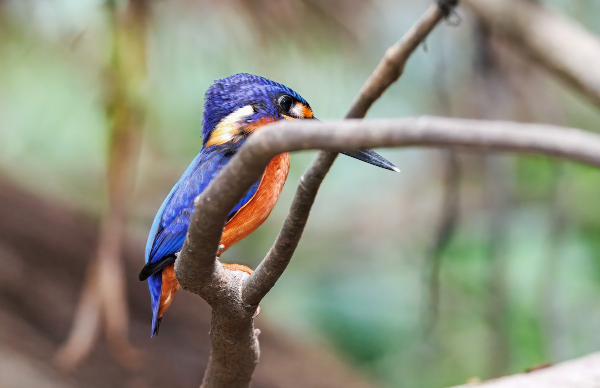 ledňáček modrohřbetý - ML644674049