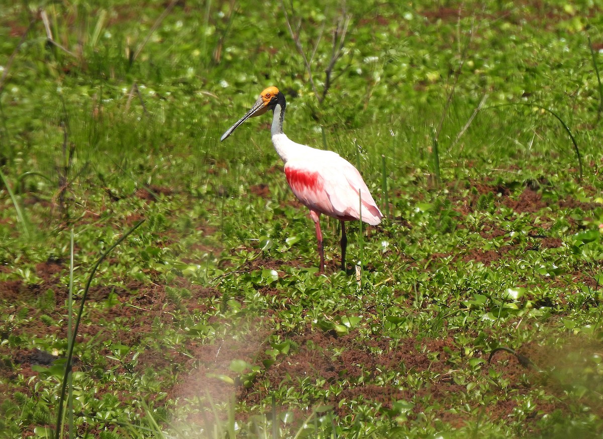 Rosalöffler - ML644674051