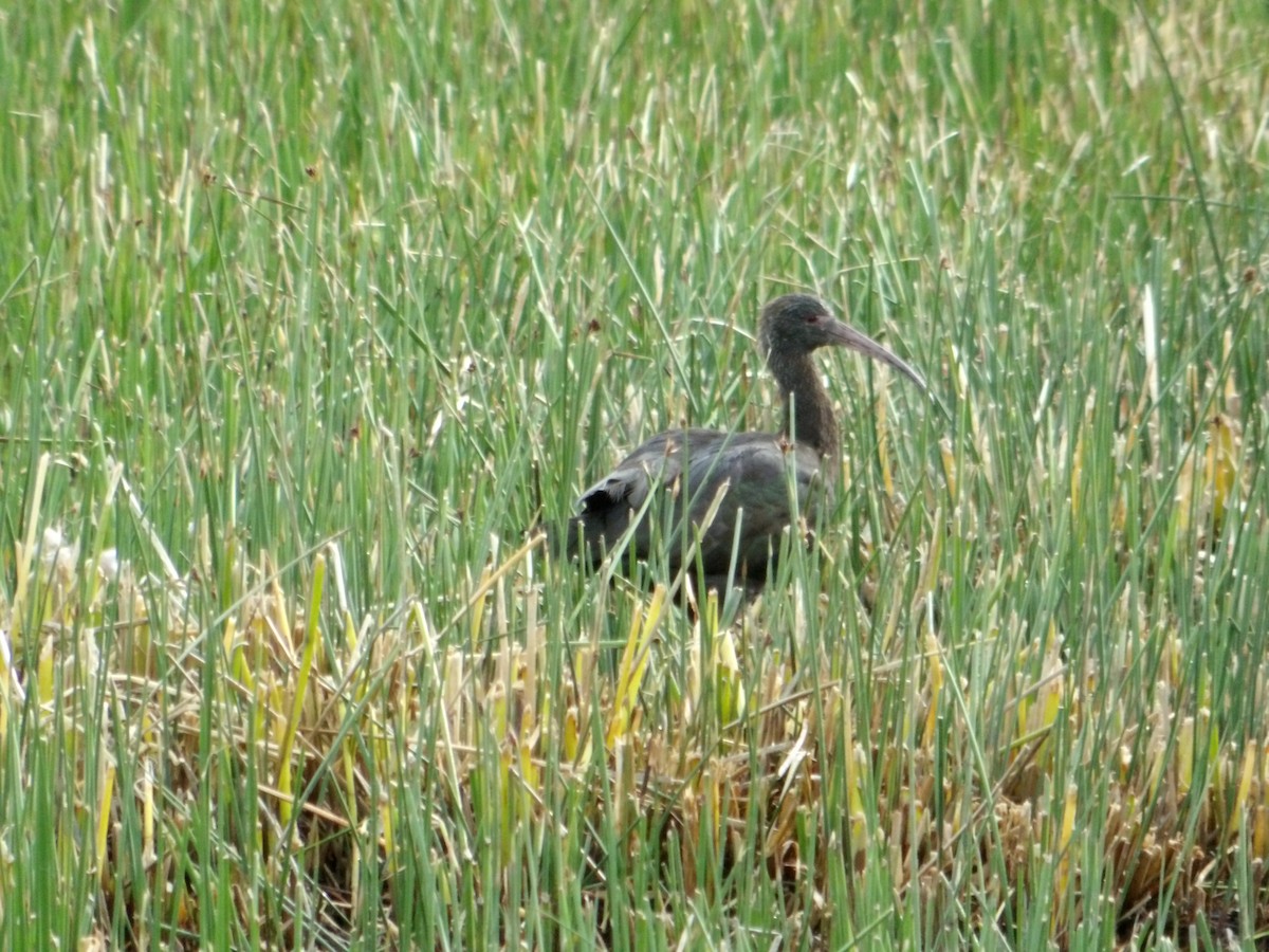 Ibis de Ridgway - ML644674062