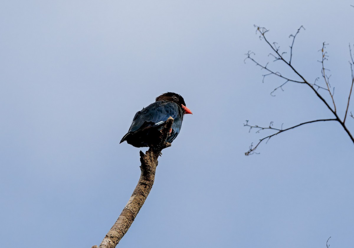 Dollarbird - ML644674066