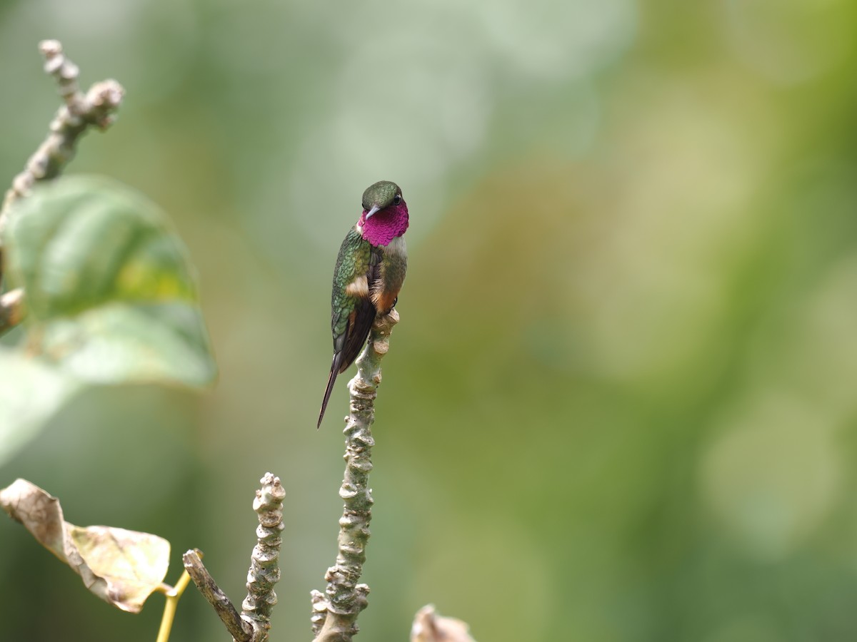 Magenta-throated Woodstar - ML644674083