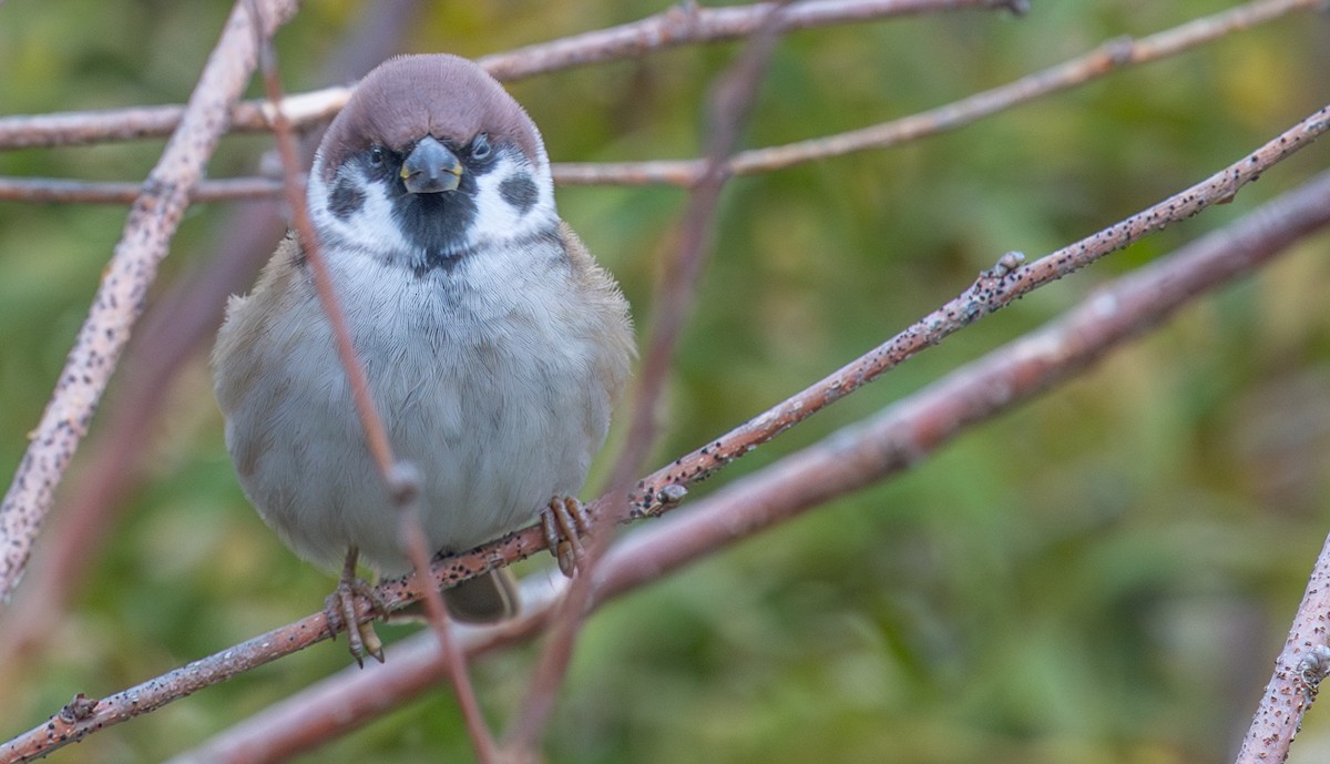 Eurasian Tree Sparrow - ML644674084