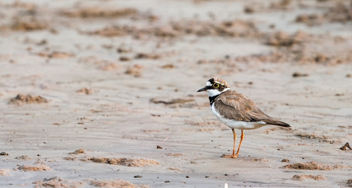 Little Ringed Plover - ML644674085