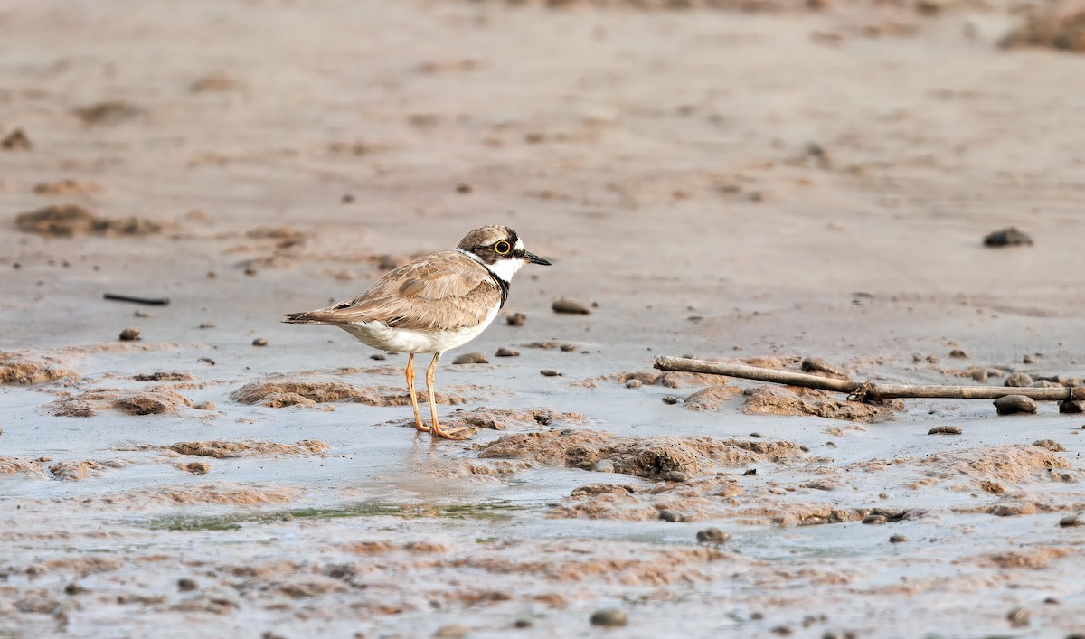 Little Ringed Plover - ML644674092