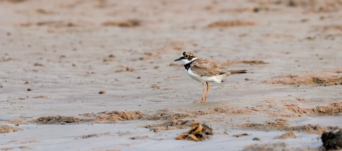 Little Ringed Plover - ML644674094