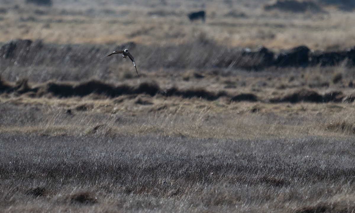 Андский чибис - ML644674095