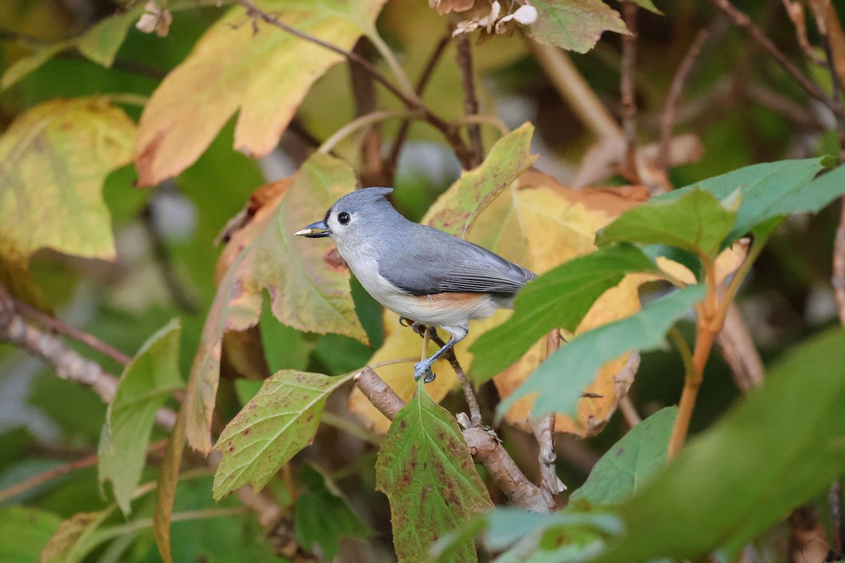 gråduskmeis - ML644674097