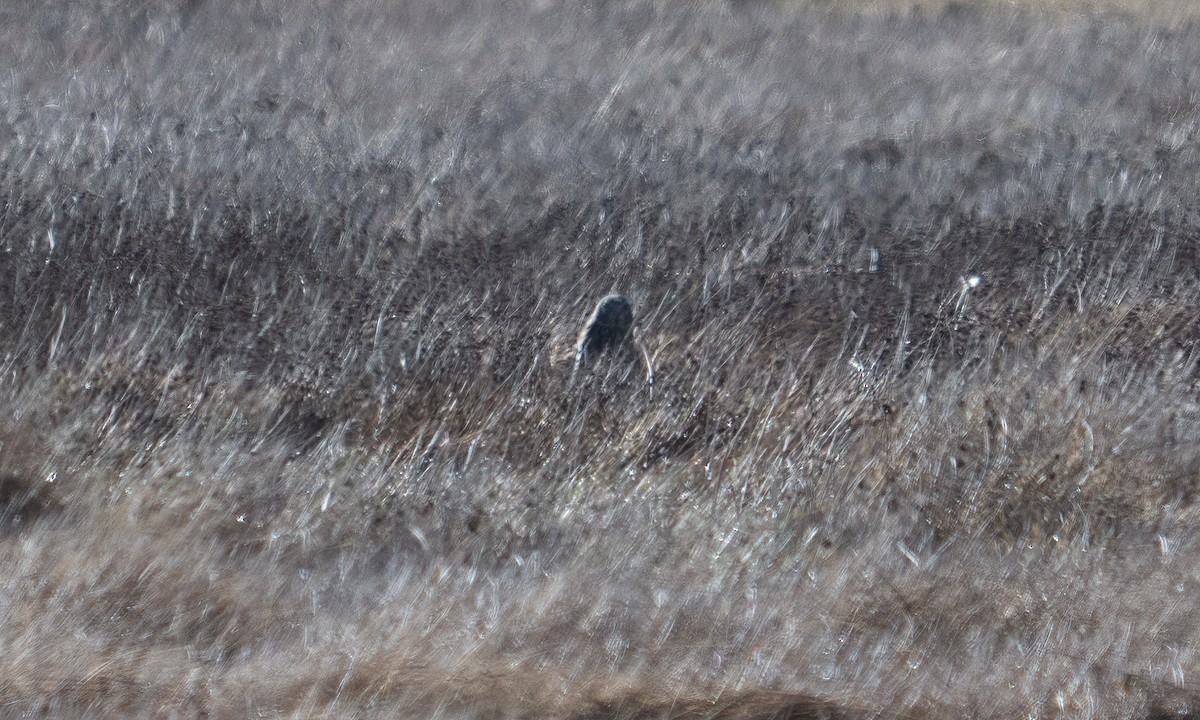 アンデスチュウヒ - ML644674098