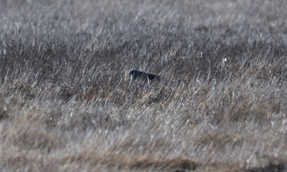 アンデスチュウヒ - ML644674099