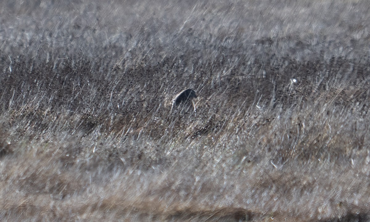 アンデスチュウヒ - ML644674101