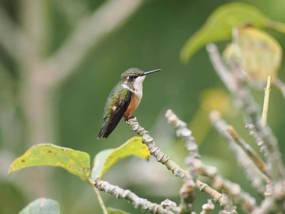 Magenta-throated Woodstar - ML644674103