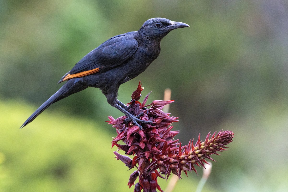 Red-winged Starling - ML644674107