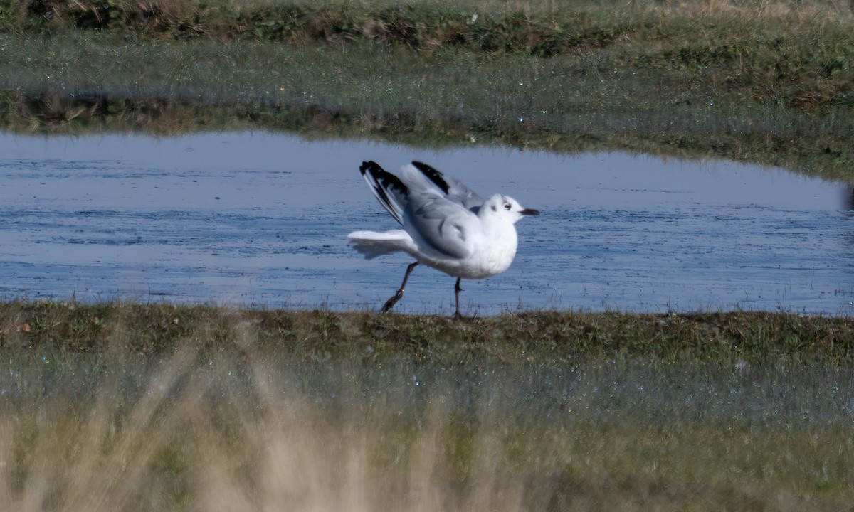 Andean Gull - ML644674109