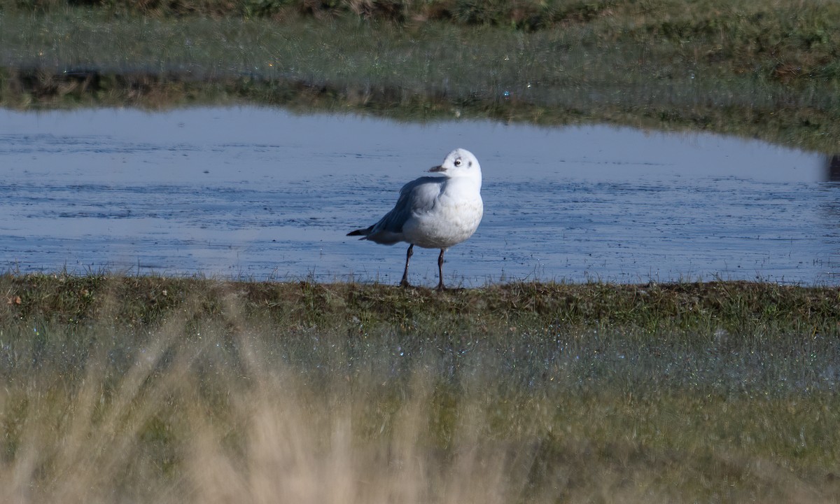 Andean Gull - ML644674110