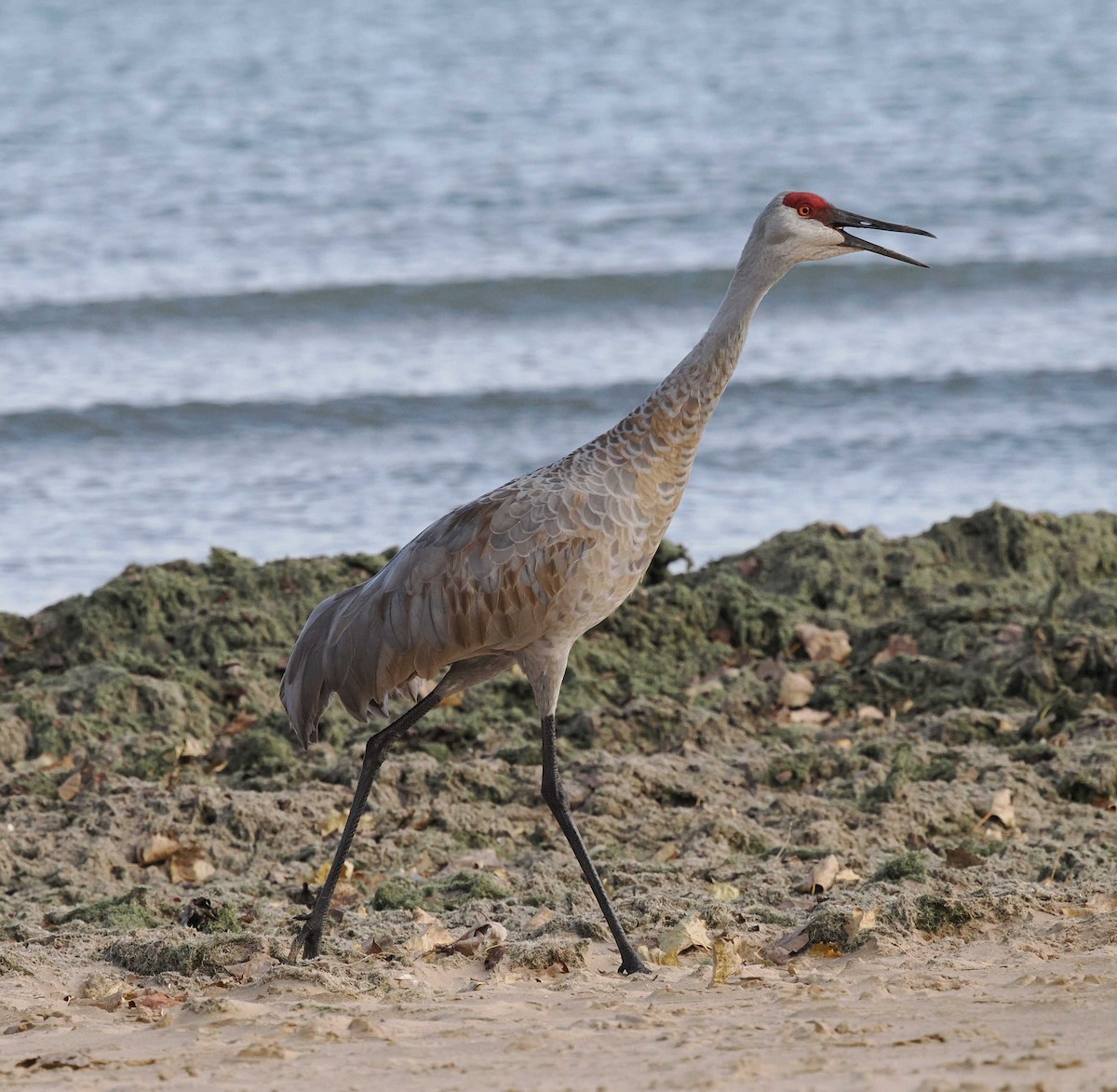 Sandhill Crane - ML644674117