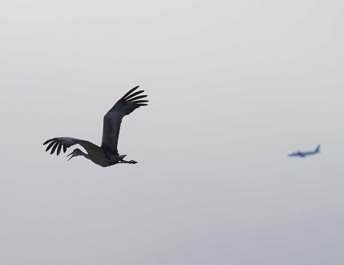 Sandhill Crane - ML644674118