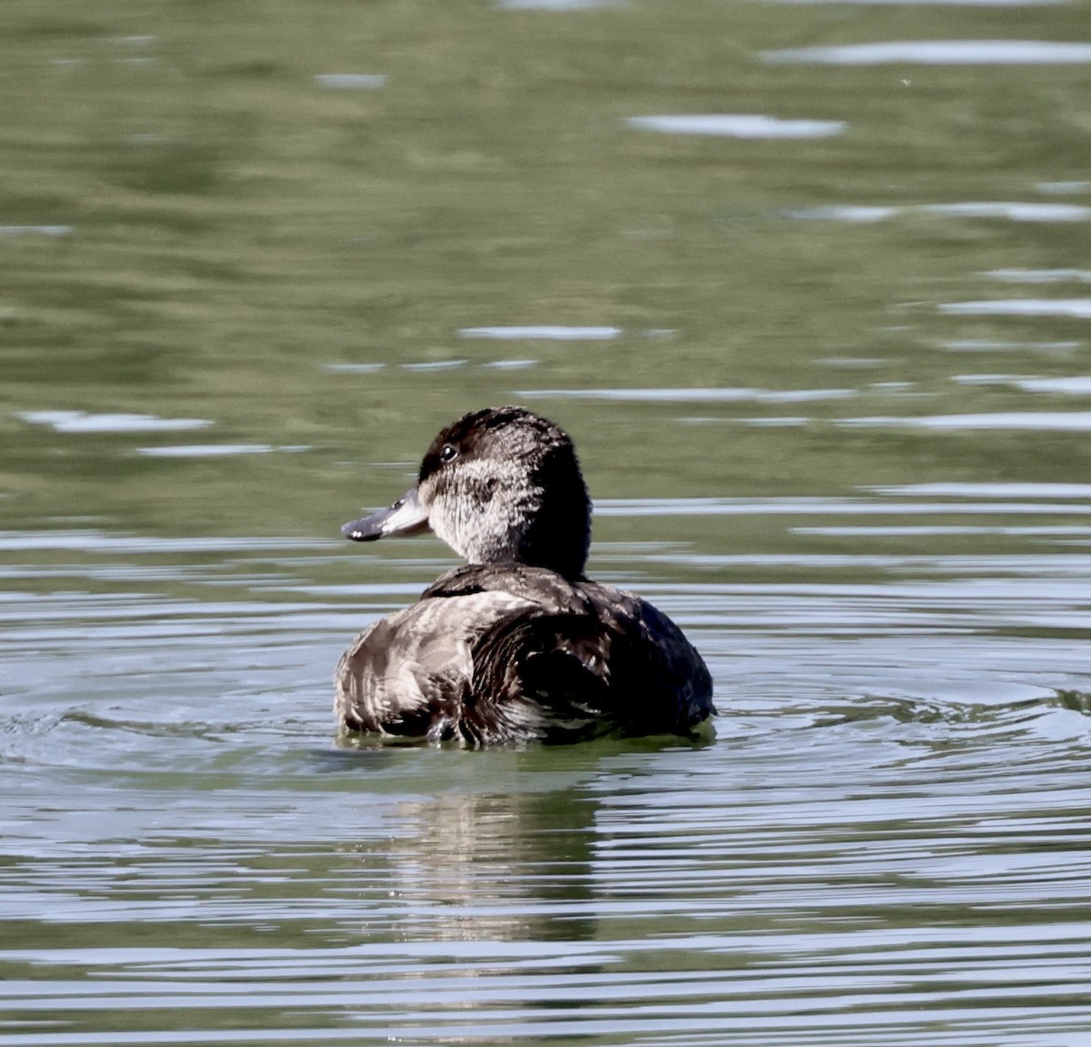 Савка американська - ML644674125