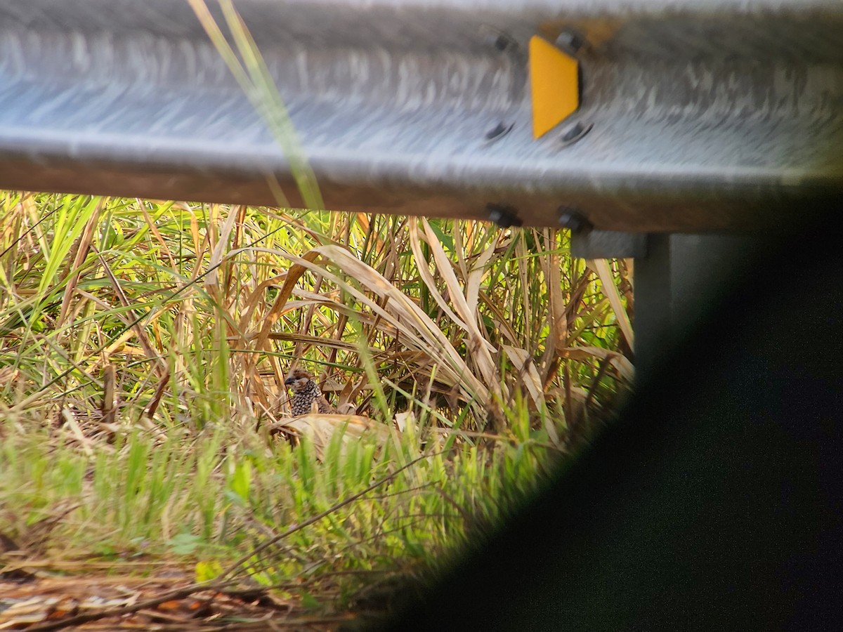 sørkrattvaktel - ML644674126