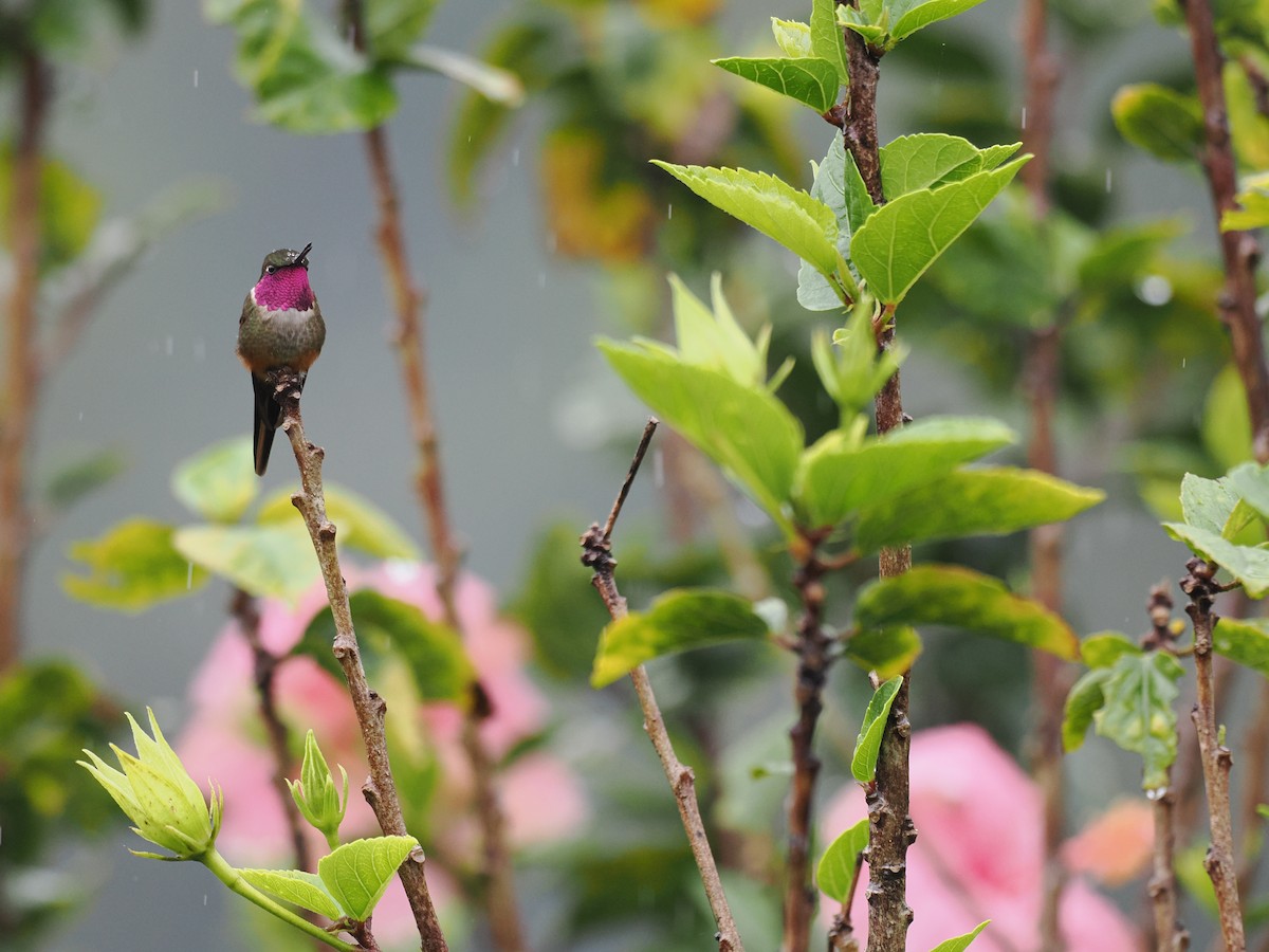 Magenta-throated Woodstar - ML644674127