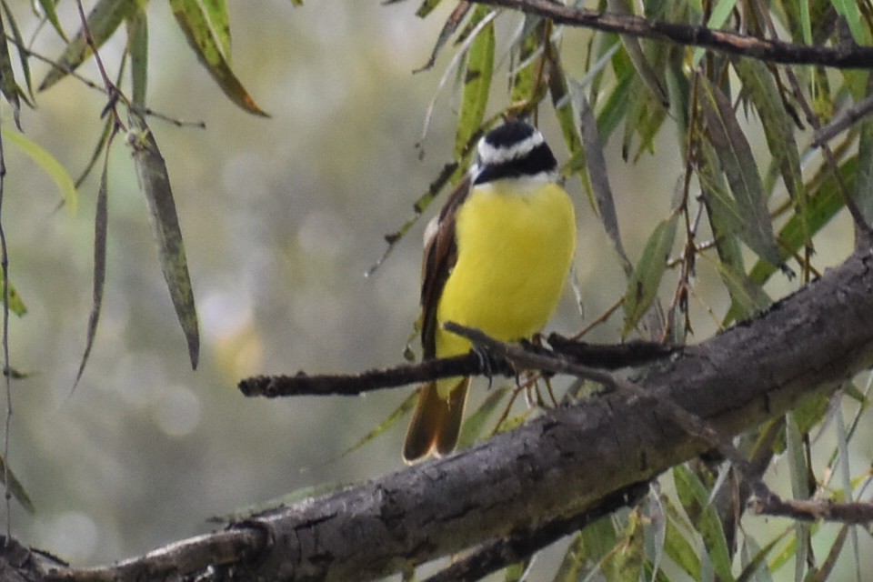 Great Kiskadee - ML644674152